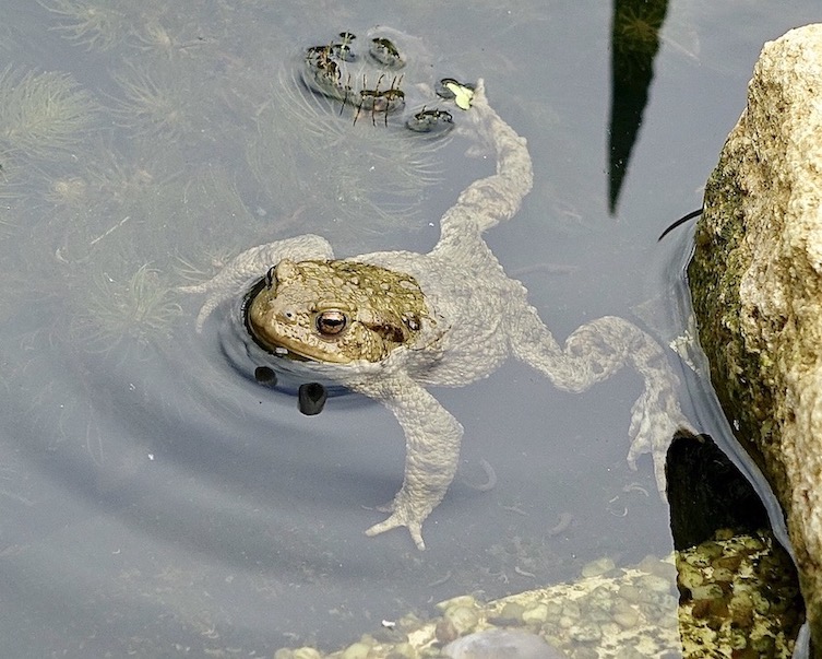 toad